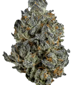 Sluggers Hit UFOreoz Hybrid Flower 3.5g